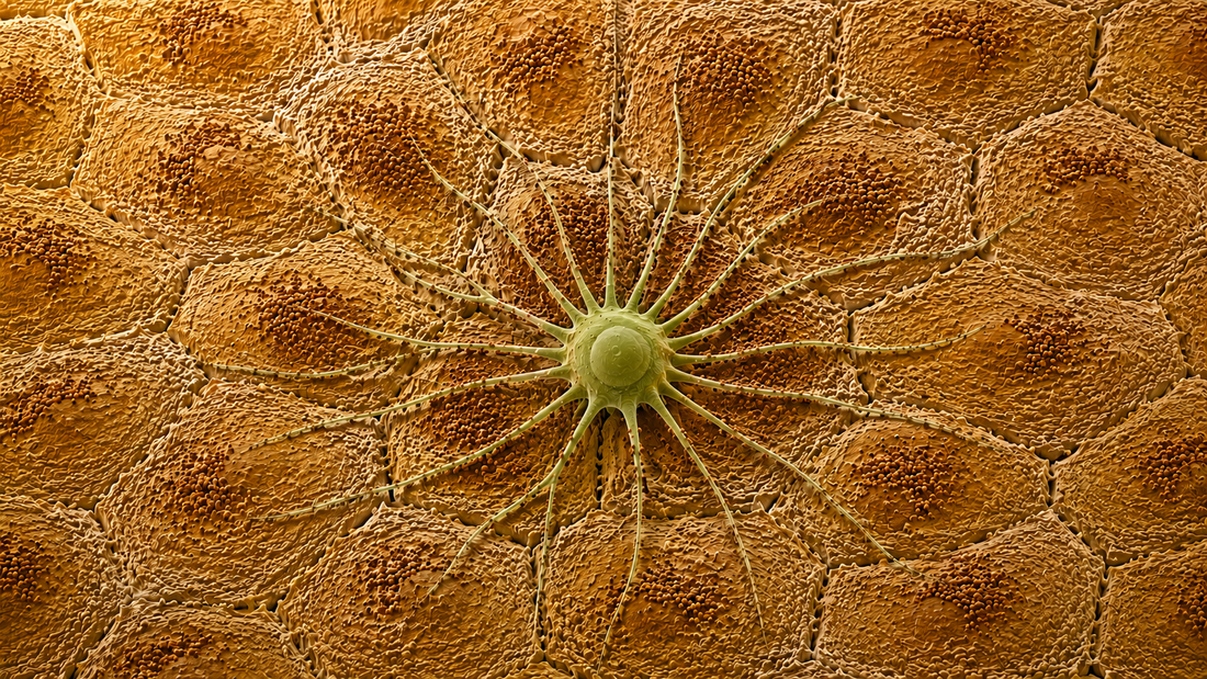 Anatomie d'une peau saine et lumineuse : voyage à la surface de l'épiderme