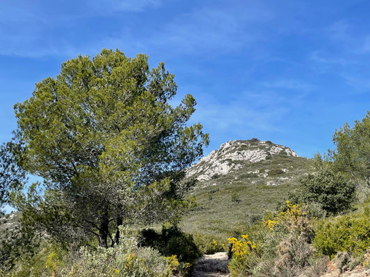 Pourquoi Garrigue ?
