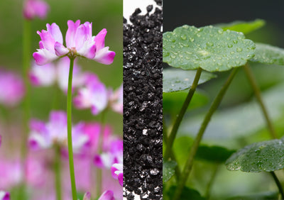 Astragale - Centella asiatica - Coeur de silicium