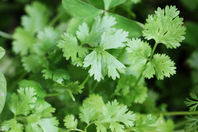 Coriandre de Provence