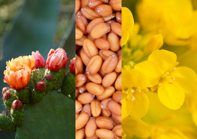 Fleurs de figuier - Caméline - Colza