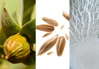 Graine de jojoba et d'avoine et ferment de Bacilus