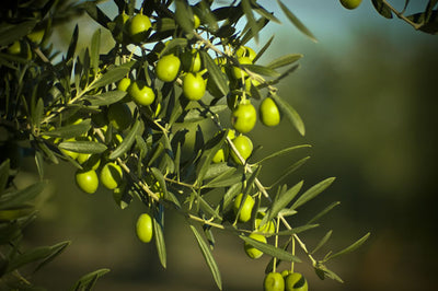 Feuilles d'olivier biologiques
