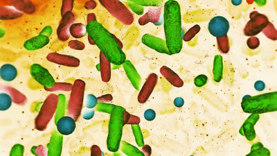 Ferment lactobacillus 