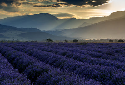 Parfum "SOS bien être"