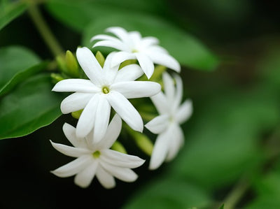 Fleurs de jasmin de Grasse